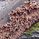 Stereum gausapatum (skórnik dębowy)