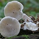 Ossicaulis lachnopus