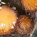 Scutellinia legaliae