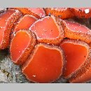 Scutellinia pseudotrechispora
