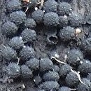 Nitschkiaceae