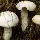 Suillus placidus (maślak wejmutkowy)