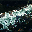 Trichoderma viride