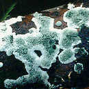 Trichoderma