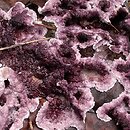 Chondrostereum purpureum (chrząstkoskórnik purpurowy)