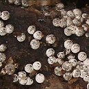 Lasiosphaeriaceae