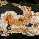 Atheliachaete sanguinea (korownica krwawa)