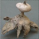 Geastrum striatum (gwiazdosz prążkowany)