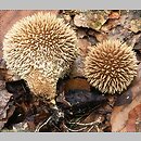 Lycoperdon echinatum (purchawka jeżowata)