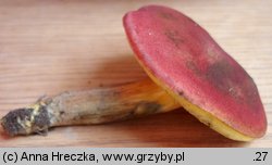 Hortiboletus rubellus (parkogrzybek czerwonawy)