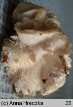 Hericium cirrhatum (kolczatek strzępiasty)