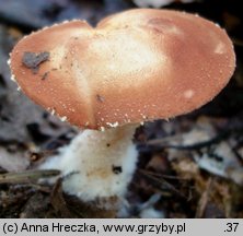 Cystodermella cinnabarina (ziarnóweczka cynobrowa)