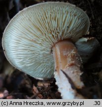 Cystodermella cinnabarina (ziarnóweczka cynobrowa)