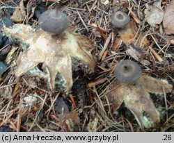 Geastrum pectinatum (gwiazdosz długoszyjkowy)