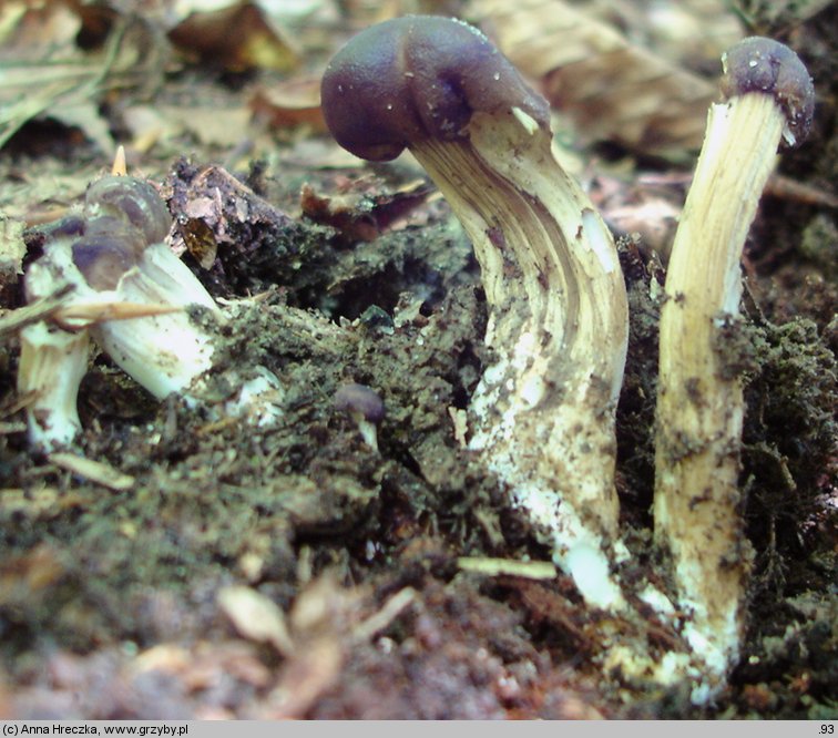 Cordyceps capitata (maczużnik główkowaty)