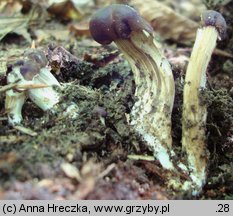 Cordyceps capitata (maczużnik główkowaty)