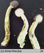 Cordyceps capitata (maczużnik główkowaty)