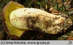 Butyriboletus appendiculatus (masłoborowik żółtobrązowy)