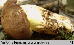 Butyriboletus appendiculatus (masłoborowik żółtobrązowy)