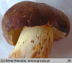 Butyriboletus appendiculatus (masłoborowik żółtobrązowy)