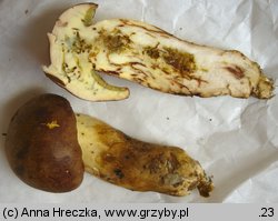 Butyriboletus appendiculatus (masłoborowik żółtobrązowy)