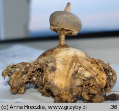 Geastrum pectinatum (gwiazdosz długoszyjkowy)