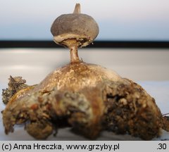 Geastrum pectinatum (gwiazdosz długoszyjkowy)