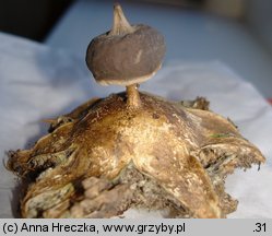 Geastrum pectinatum (gwiazdosz długoszyjkowy)