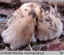 Cortinarius livido-ochraceus (zasłonak wyniosły)