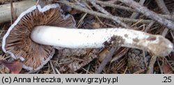 Cortinarius livido-ochraceus (zasłonak wyniosły)