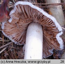 Cortinarius livido-ochraceus (zasłonak wyniosły)