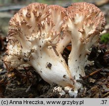 Ramaria botrytis (koralówka czerwonowierzchołkowa)