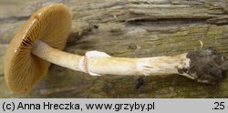 Conocybe aporos (stożkówka wiosenna)