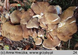 Laeticutis cristata (naziemek zielonawy)