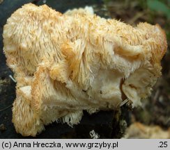 Hericium cirrhatum (kolczatek strzępiasty)