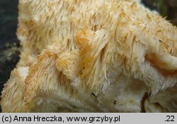 Hericium cirrhatum (kolczatek strzępiasty)