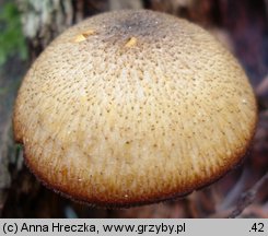 Tricholomopsis decora (rycerzyk oliwkowożółty)