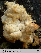 Hericium cirrhatum (kolczatek strzępiasty)