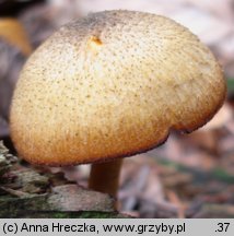 Tricholomopsis decora (rycerzyk oliwkowożółty)