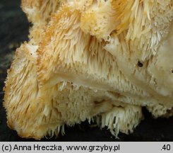 Hericium cirrhatum (kolczatek strzępiasty)