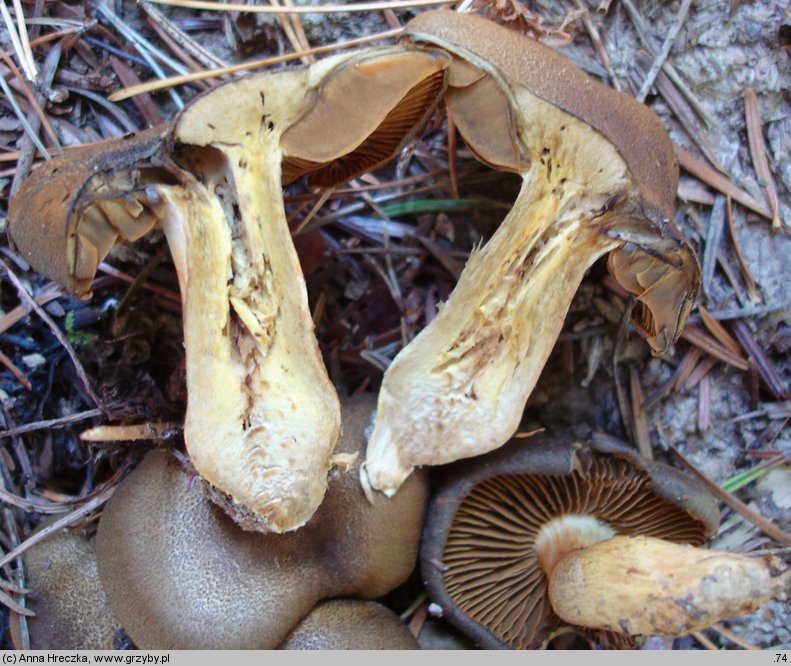 Cortinarius melanotus (zasłonak ciemny)