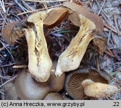 Cortinarius melanotus (zasłonak ciemny)