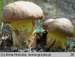 Butyriboletus appendiculatus (masłoborowik żółtobrązowy)