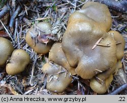 Cortinarius melanotus (zasłonak ciemny)