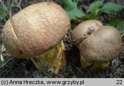 Butyriboletus appendiculatus (masłoborowik żółtobrązowy)