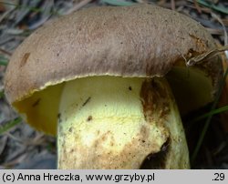 Butyriboletus appendiculatus (masłoborowik żółtobrązowy)