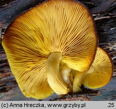 Tricholomopsis decora (rycerzyk oliwkowożółty)