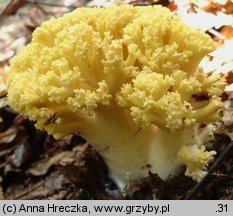 Ramaria flava (koralówka żółta)