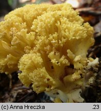 Ramaria flava (koralówka żółta)