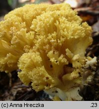 Ramaria flava (koralówka żółta)